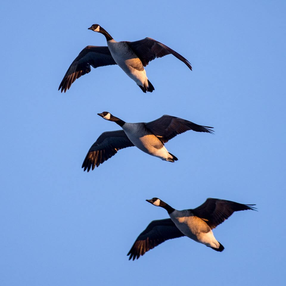 10 LESSONS FROM CANADA GEESE TO MASTER LEADERSHIP - The Dunvegan Group